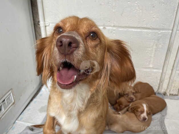 Red/golden cocker spaniel for sale in Southampton, Hampshire