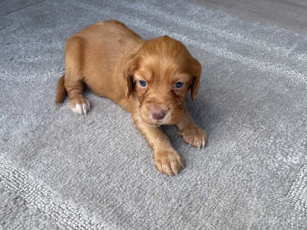 Red/golden cocker spaniel for sale in Southampton, Hampshire - Image 2