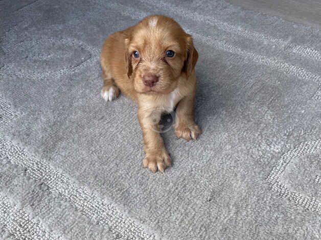 Red/golden cocker spaniel for sale in Southampton, Hampshire - Image 3