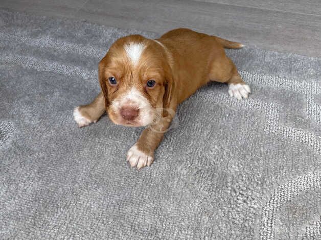 Red/golden cocker spaniel for sale in Southampton, Hampshire - Image 4