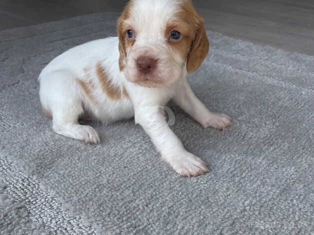 Red/golden cocker spaniel for sale in Southampton, Hampshire - Image 5