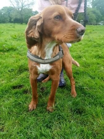 Red Show spaniel male 2 years for sale in Dilhorne, Staffordshire - Image 2