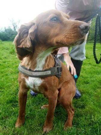Red Show spaniel male 2 years for sale in Dilhorne, Staffordshire - Image 3