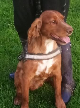 Red Show spaniel male 2 years for sale in Dilhorne, Staffordshire - Image 4
