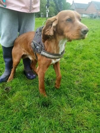 Red Show spaniel male 2 years for sale in Dilhorne, Staffordshire - Image 5