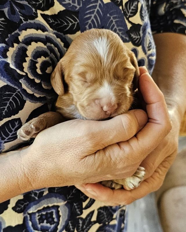 Red Working Cocker Spaniel puppies for sale in Ottery St Mary, Devon - Image 1