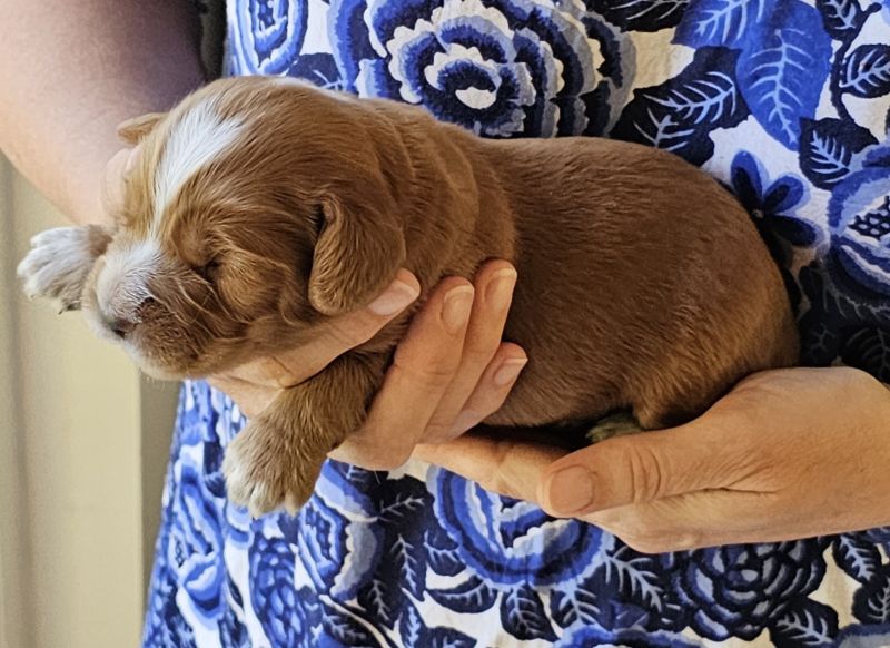 Red Working Cocker Spaniel puppies for sale in Ottery St Mary, Devon - Image 2