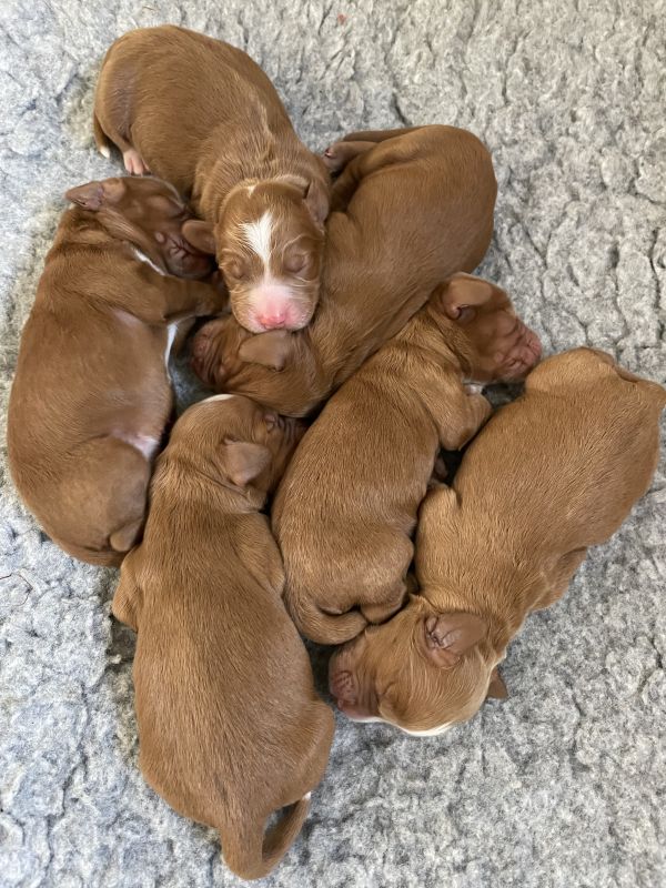 Red Working Cocker Spaniel puppies for sale in Ottery St Mary, Devon - Image 3