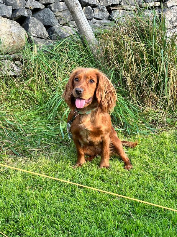 Red Working Cocker Spaniel puppies for sale in Ottery St Mary, Devon - Image 4