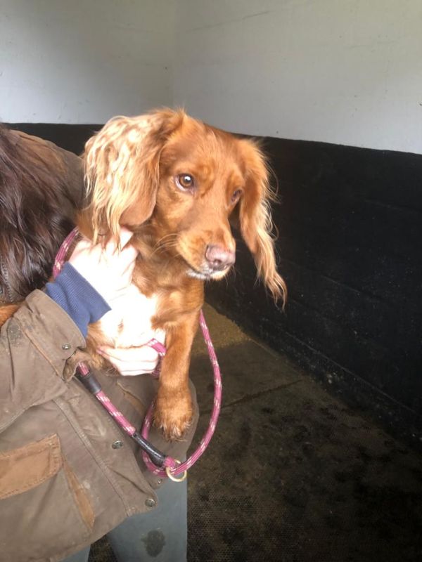 Red Working Cocker Spaniel puppies for sale in Ottery St Mary, Devon - Image 5