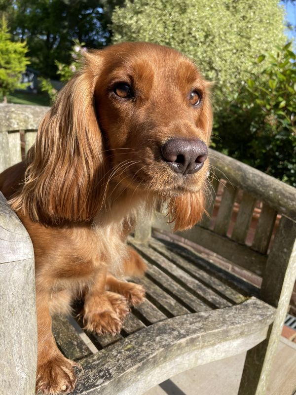 Red Working Cocker Spaniel puppies for sale in Ottery St Mary, Devon - Image 8