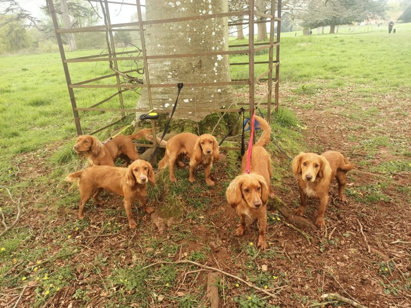 Red Working Cocker Spaniel puppies for sale in Ottery St Mary, Devon - Image 9