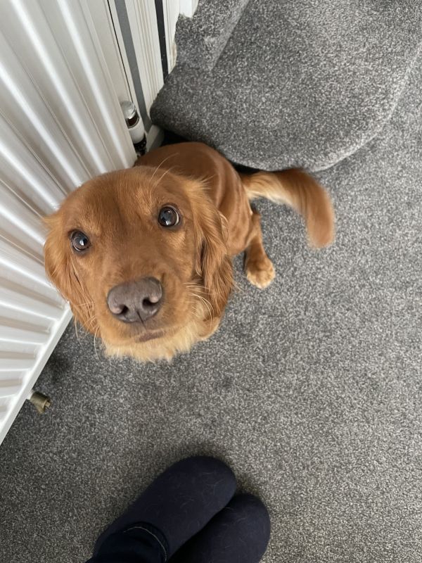 Red Working Cocker Spaniel puppies for sale in Ottery St Mary, Devon - Image 10