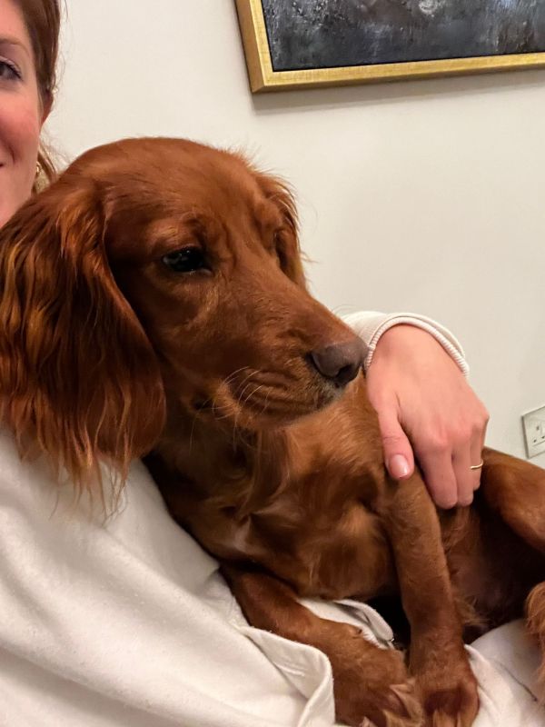 Red Working Cocker Spaniel puppies for sale in Ottery St Mary, Devon - Image 11