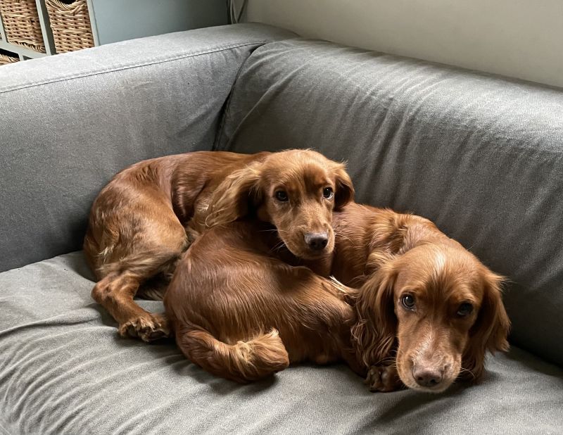 Red Working Cocker Spaniel puppies for sale in Ottery St Mary, Devon - Image 12