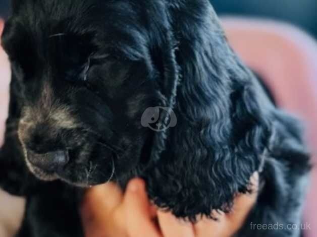 REDUCED cocker spaniel pup 1 chunky boy left for sale in Liverpool, Merseyside - Image 1