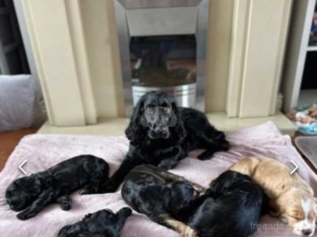 Cocker Spaniels for sale in Liverpool, Merseyside