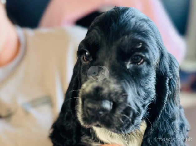 Cocker Spaniel Puppies for sale in Merseyside