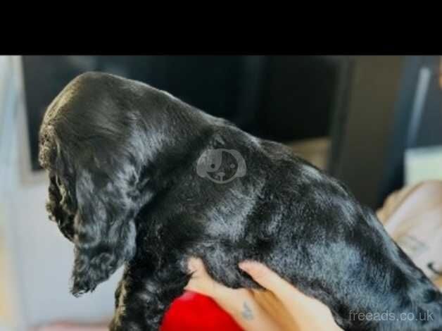 Cocker Spaniel Puppies for sale