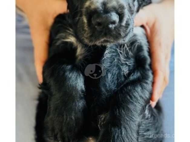 REDUCED cocker spaniel pup 1 chunky boy left for sale in Liverpool, Merseyside - Image 5