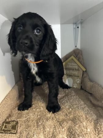 REDUCED Kc registered cocker spaniel puppys for sale in Newton Abbot, Devon - Image 1