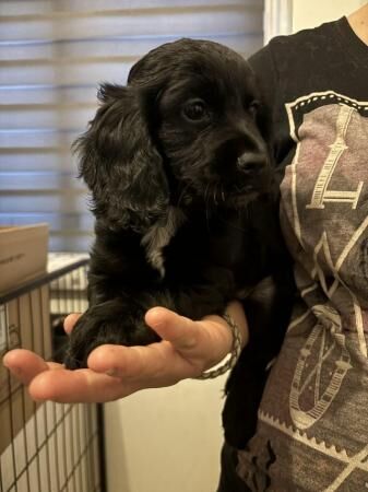 REDUCED Kc registered cocker spaniel puppys for sale in Newton Abbot, Devon - Image 2