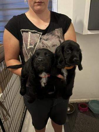 REDUCED Kc registered cocker spaniel puppys for sale in Newton Abbot, Devon - Image 3