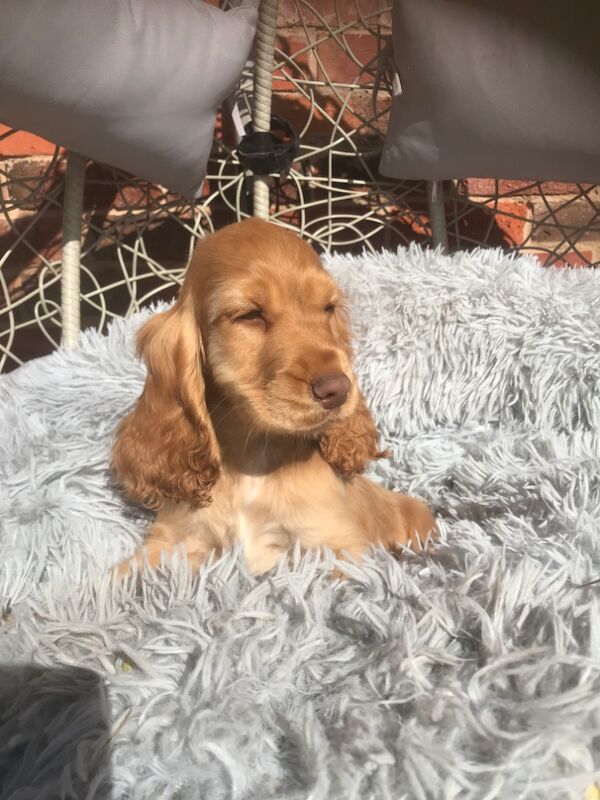 REDUCED READY NOW 🩷💙🩷💙🩷💙🩷💙🩷💙Stunning KC Reg 5th Gen pure bred Show Cocker Puppies for sale in Staffordshire - Image 2