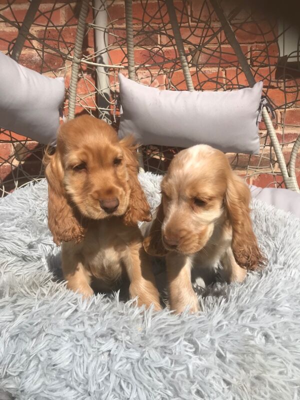 REDUCED READY NOW 🩷💙🩷💙🩷💙🩷💙🩷💙Stunning KC Reg 5th Gen pure bred Show Cocker Puppies for sale in Staffordshire - Image 3