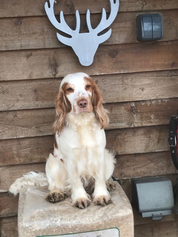 REDUCED READY NOW 🩷💙🩷💙🩷💙🩷💙🩷💙Stunning KC Reg 5th Gen pure bred Show Cocker Puppies for sale in Staffordshire - Image 6