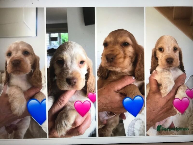 REDUCED READY NOW 🩷💙🩷💙🩷💙🩷💙🩷💙Stunning KC Reg 5th Gen pure bred Show Cocker Puppies for sale in Staffordshire - Image 7