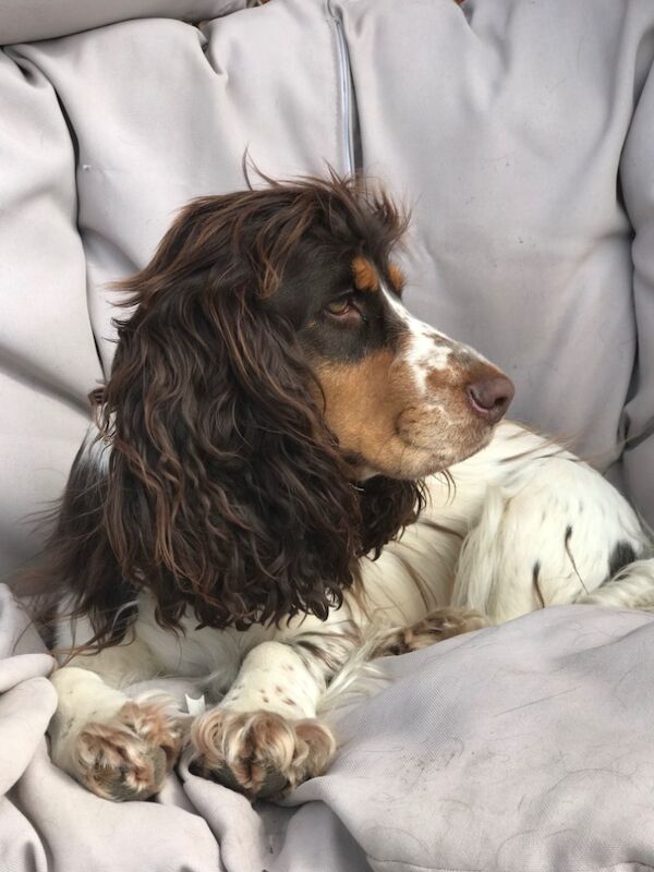 REDUCED READY NOW 🩷💙🩷💙🩷💙🩷💙🩷💙Stunning KC Reg 5th Gen pure bred Show Cocker Puppies for sale in Staffordshire - Image 8