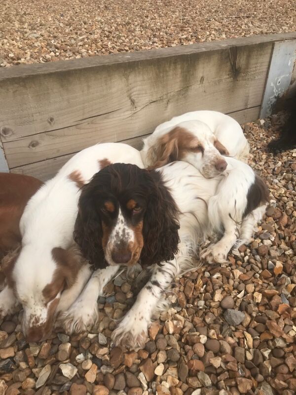 REDUCED READY NOW 🩷💙🩷💙🩷💙🩷💙🩷💙Stunning KC Reg 5th Gen pure bred Show Cocker Puppies for sale in Staffordshire - Image 10