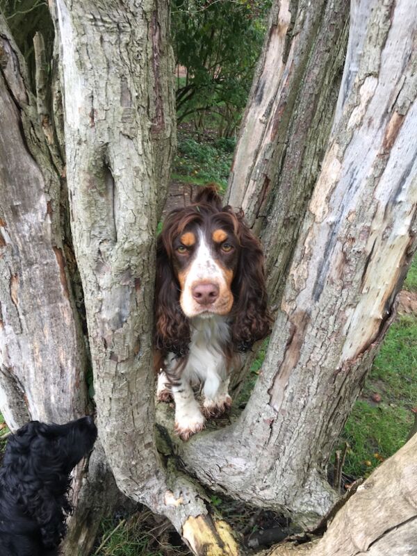 REDUCED READY NOW 🩷💙🩷💙🩷💙🩷💙🩷💙Stunning KC Reg 5th Gen pure bred Show Cocker Puppies for sale in Staffordshire - Image 12