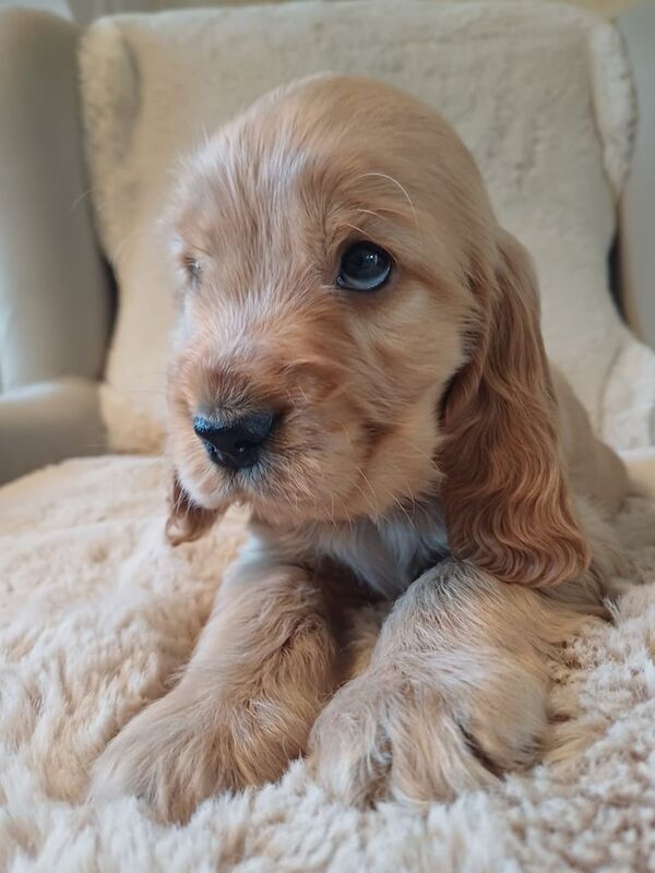 Registered Cocker Spaniels (Show) for sale in Ballymena, County Antrim