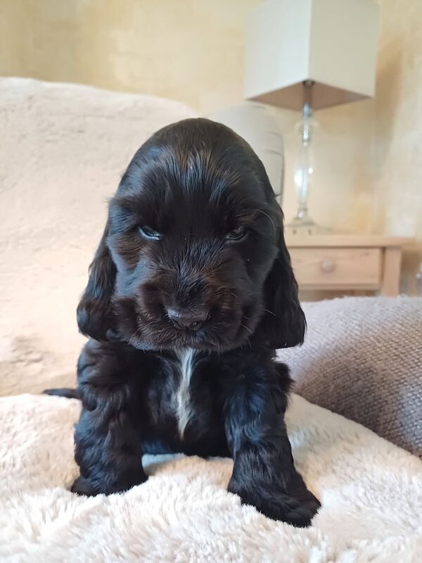 Registered Cocker Spaniels (Show) for sale in Ballymena, County Antrim - Image 3