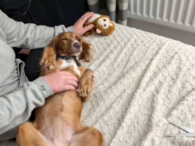 Cocker Spaniels for sale in Botley, Oxfordshire