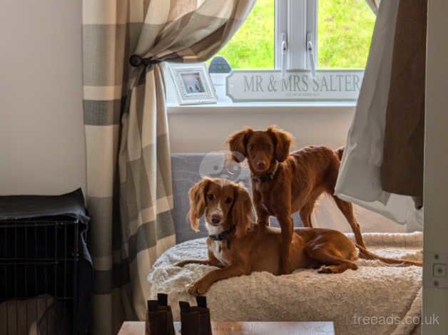 Cocker Spaniel Puppies for sale in Oxfordshire