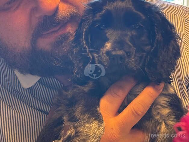 Reluctant sale of Beautiful little girl cocker spaniel puppy for sale in Doncaster, South Yorkshire