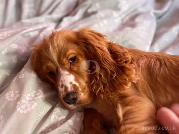 Reluctantly rehoming our Cocker Spaniel for sale in Shrewsbury, Shropshire - Image 5