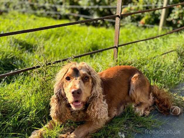 Sad rehoming for sale in Launceston, Cornwall - Image 1