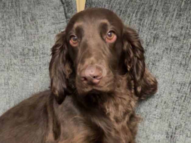 Cocker Spaniels for sale in Kingston upon Hull, East Riding of Yorkshire