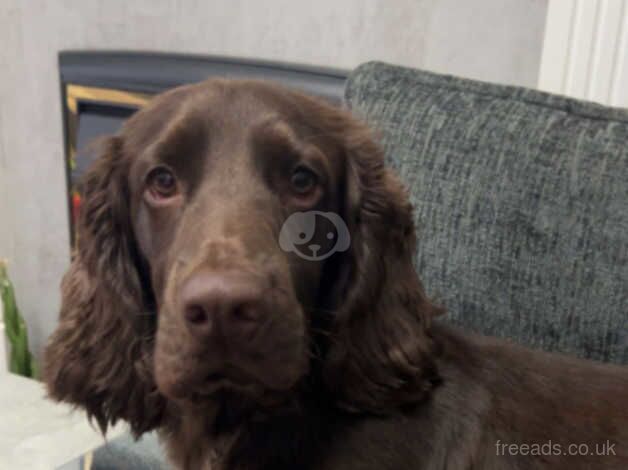 Cocker Spaniel Puppies for sale in East Riding of Yorkshire