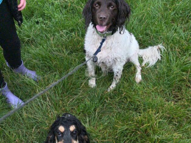 Show cocker for sale in Carlisle, Cumbria