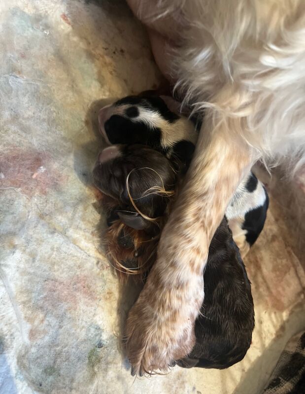 Show Cocker Puppies for sale in Lymm, Cheshire - Image 1