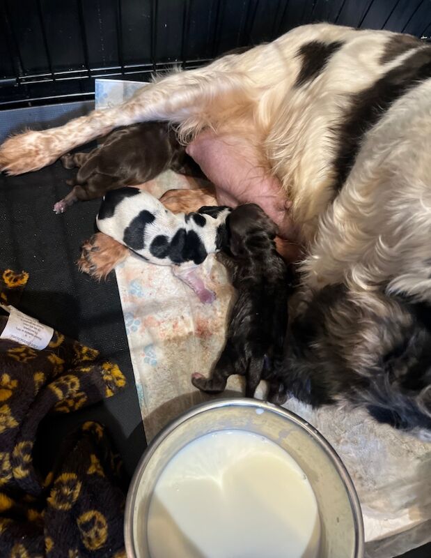 Cocker Spaniel Puppies for sale in Cheshire