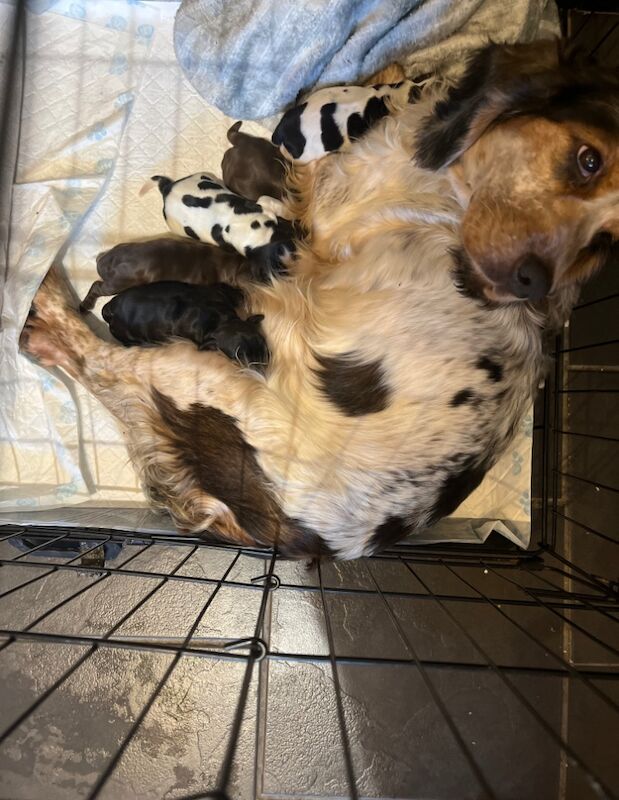 Cocker Spaniel Puppies for sale