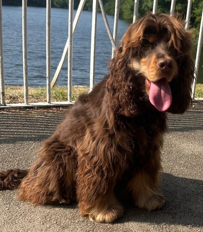 Cocker Spaniel Puppies for sale