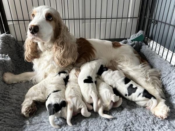 Show Cocker Puppies (KC Registered and fully health tested) for sale in Doncaster, South Yorkshire