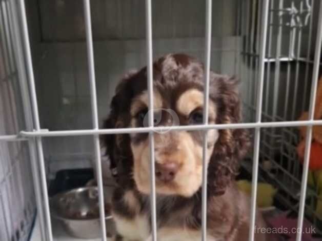 Show cocker puppy for sale in Leatherhead, Surrey